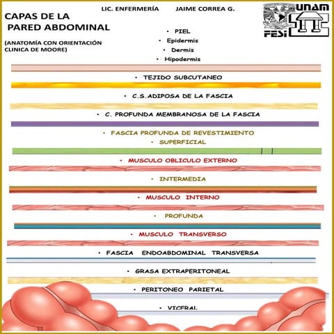 Capas de la pared abdominal