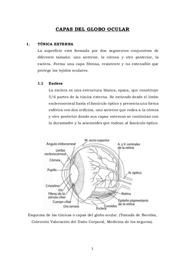 Capas del globo ocular Capas del globo ocular