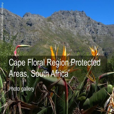 Cape Floral Region Protected Areas,  South Africa