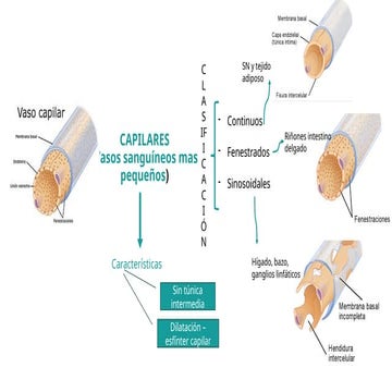 CAPILARES estructura, funcion, tipos.pptx