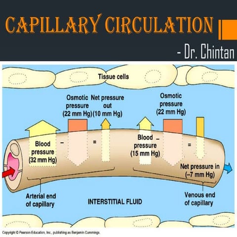 Capillary circulation