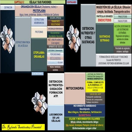 Comprehensive Overview of Cellular Structure and Function in Human ...
