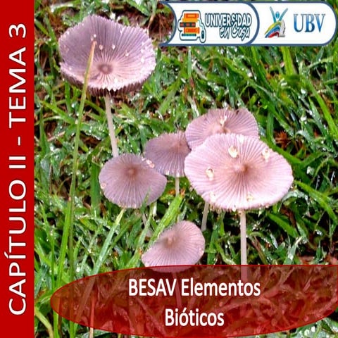 Capitulo 2 tema 3 | PDF