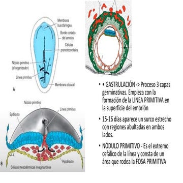 TERCERA SEMANA DEL DESARROLLO EMBRIONARIO