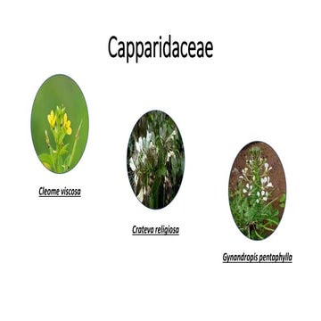 Capparidaceae.pptx