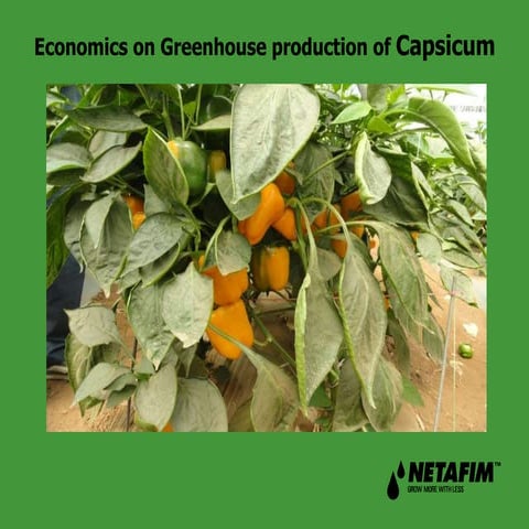 Capsicum - Greenhouse production