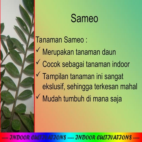 cara-menanam-tanaman-hias-bunga-sameo.ppt