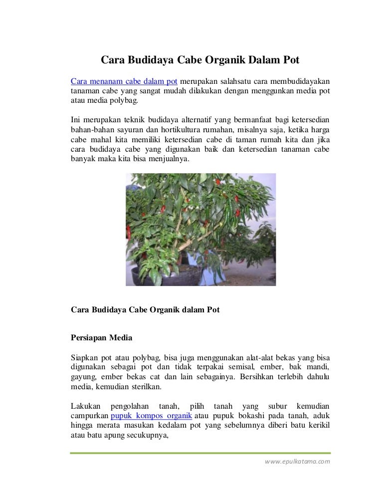 Cara Budidaya Cabe Organik Dalam Pot