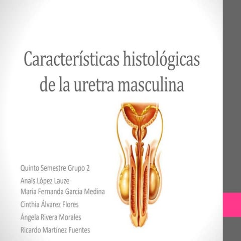 Características histológicas de la uretra masculina.
