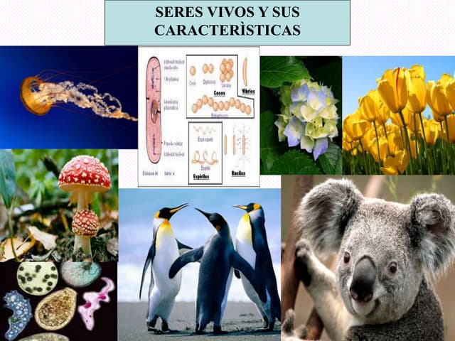 Caracteristicas De Los Seres Vivos - Caracteristicasdelosseresvivos 221107221813 3dd1f55e Thumbnail 