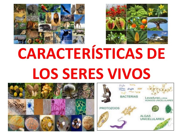 Características de los seres vivos