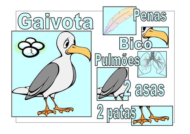 Características dos animais