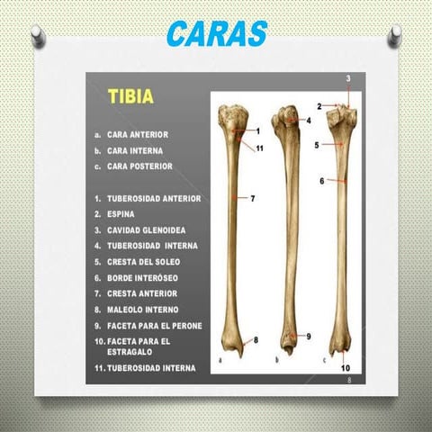 Clavícula, escápula y húmero | PPTX