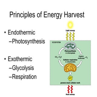 Carbohydrate Metabolism