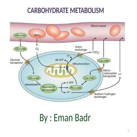 Carbohydrate Metabolism lecture 1 (Glycolysis) [Autosaved].pptx