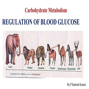 Carbohydrate Metabolism Regulation of blood glucose and disorders ...