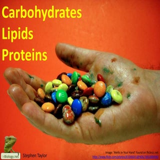 Carbohydrates, Lipids and Proteins