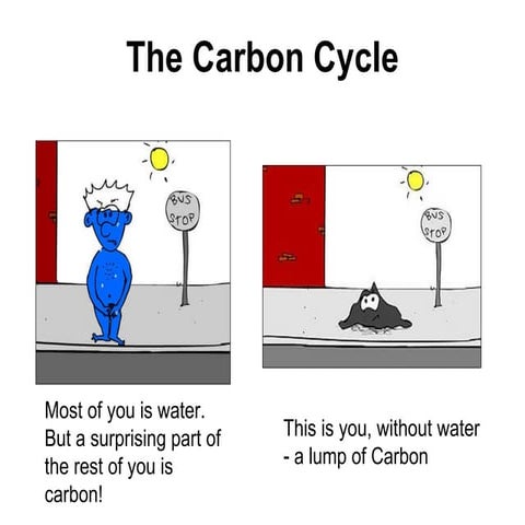 Carbon Cycle