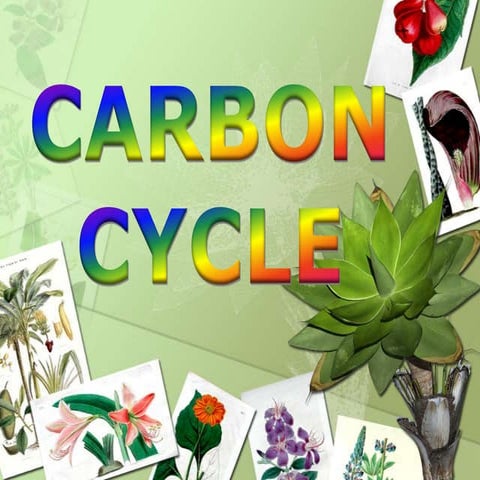 Carbon cycle