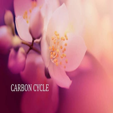 Carbon cycle