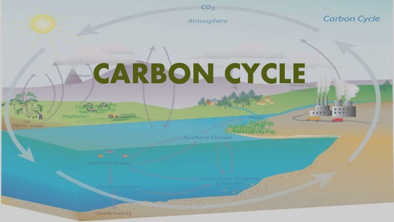 Carbon Dioxide Cycle carbon-dioxide-cycle