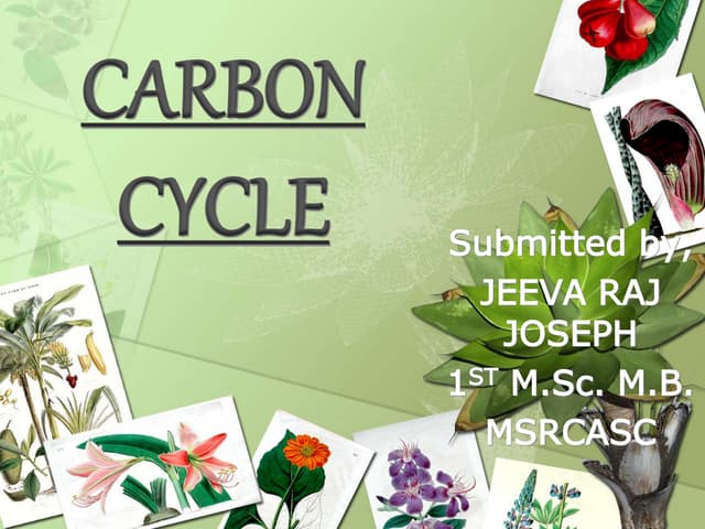 Carbon cycle