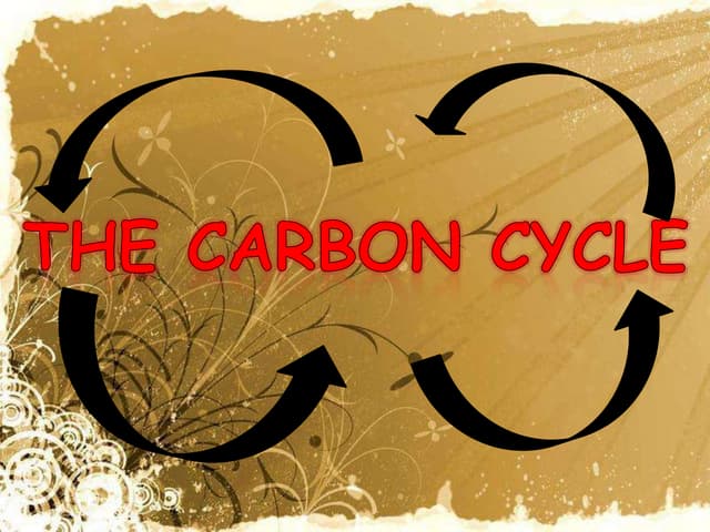 Carbon cycle 