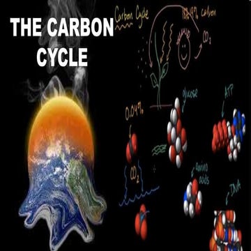 The Carbon Cycle