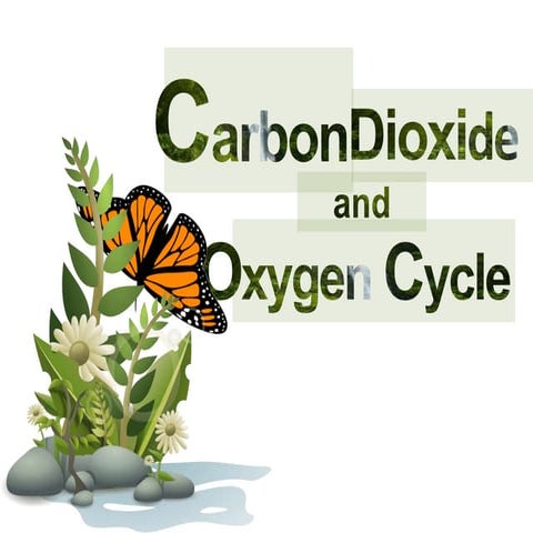 Carbon dioxide and oxygen cycle