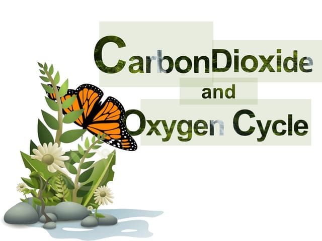 Carbon dioxide and oxygen cycle