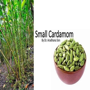 cardamom production technology | PPTX