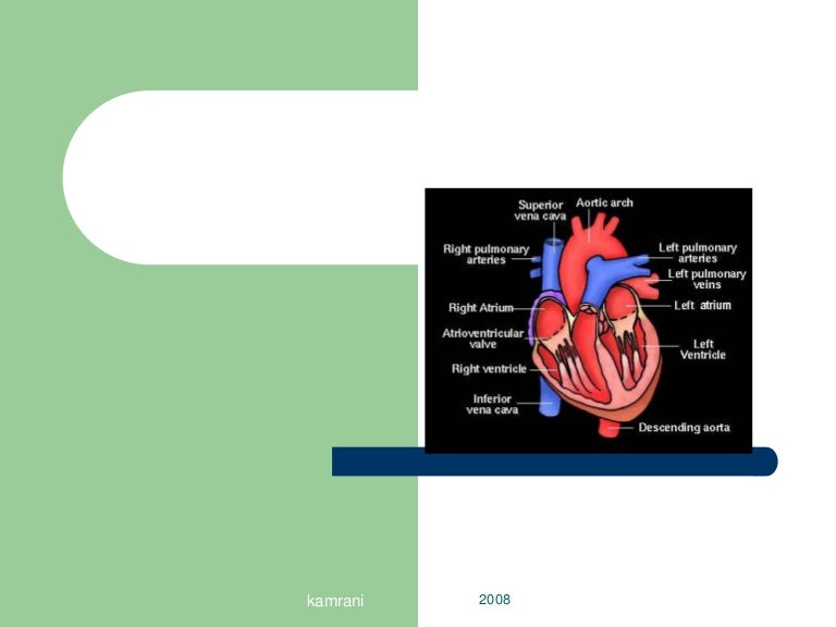 Cardiac anatomy