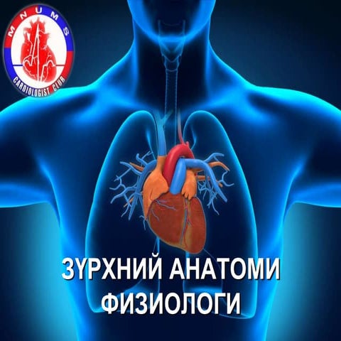 Зүрхний анатоми ба физиологи | PPT