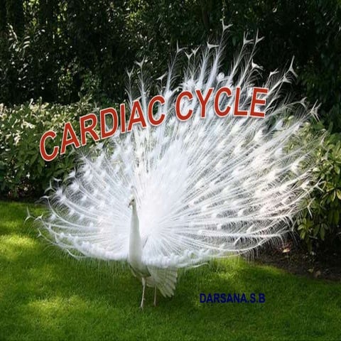 Cardiac cycle