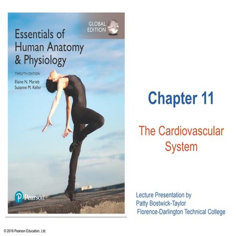CARDIOVASCULAR SYSTEM (ANATOMY AND PHYSIOLOGY) CHAPTER 11 | PDF