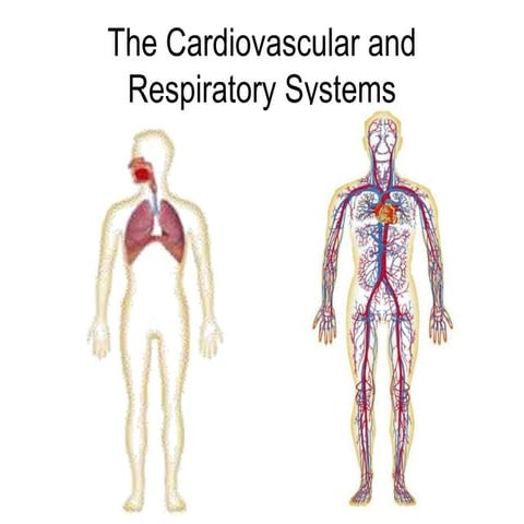 Cardiovascular_and_Respiratory_System.ppt