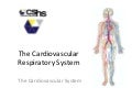 The integrated functions of cardiovascular and respiratory systems