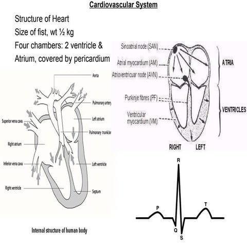 Cardiovascular Pathophysiology | PPTX