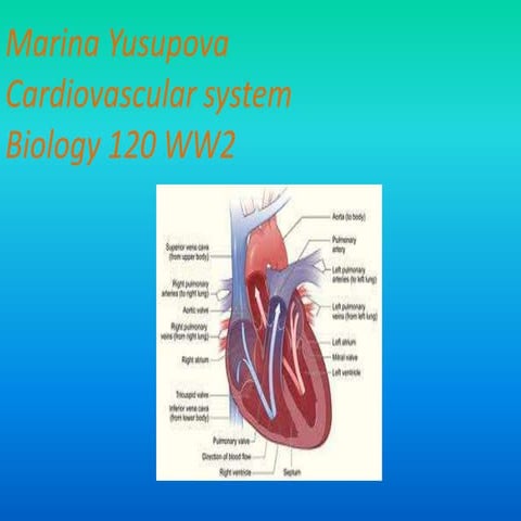 Cardiovascular system