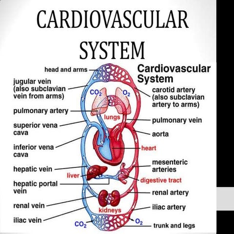 Cardiovascular system