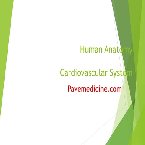 Cardiovascular system