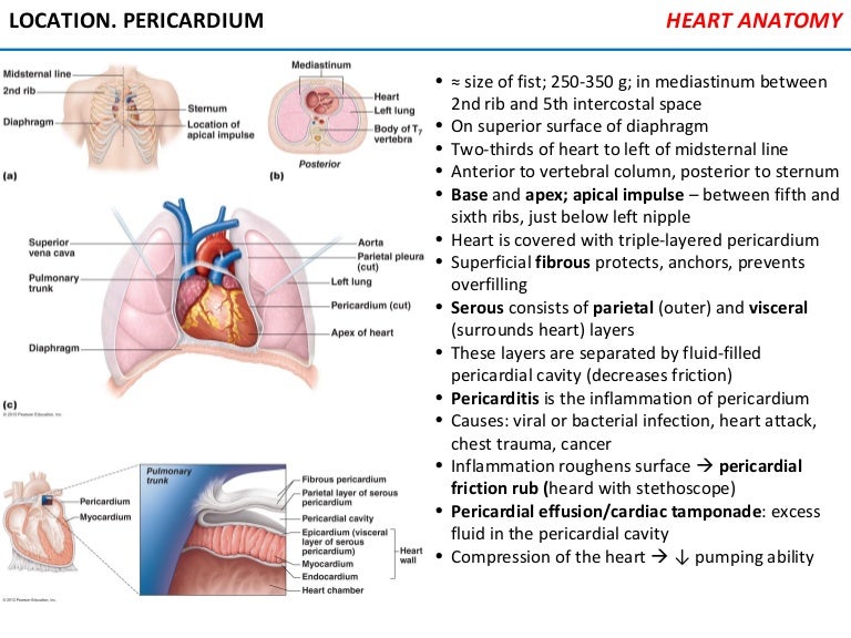 Cardiovascular system