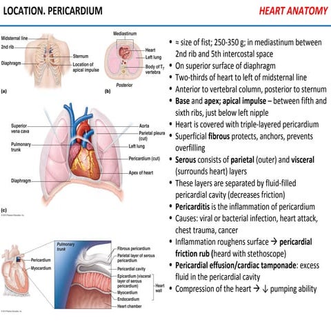 Cardiovascular system