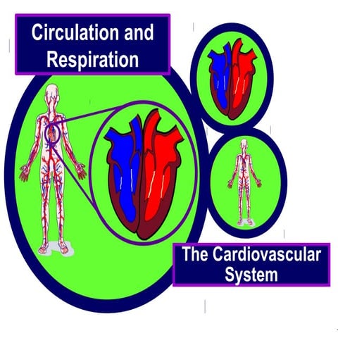 Cardiovascular system