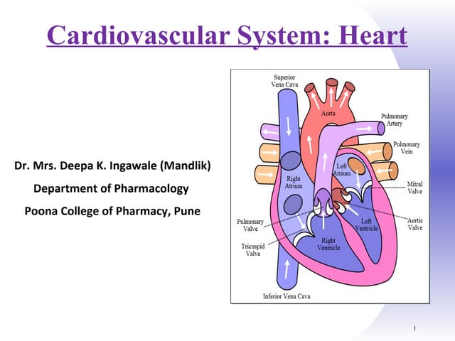 Cardiovascular system