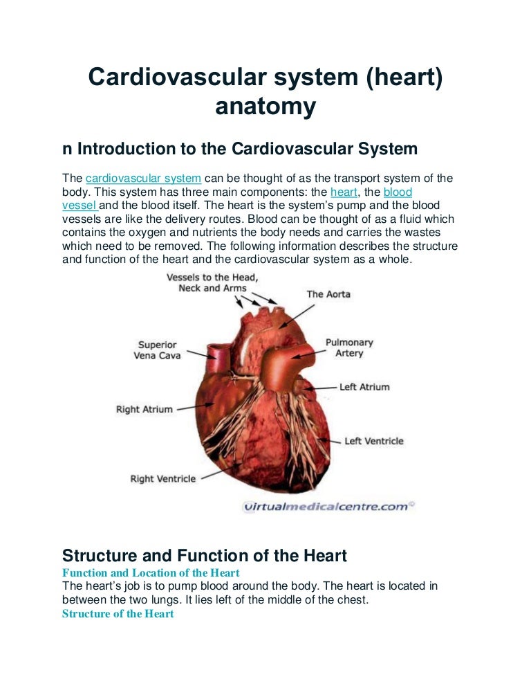 Cardiovascular System