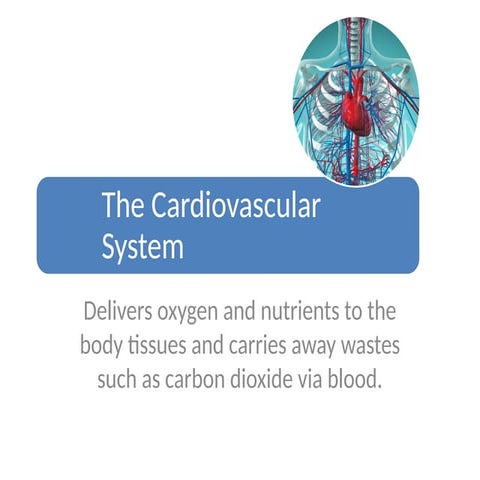 The Human Body's Cardiovascular System.ppt