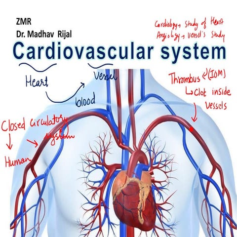 cardiovascular system.pdf with example and understanding | PDF
