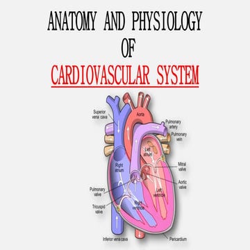 Cardiovasular system