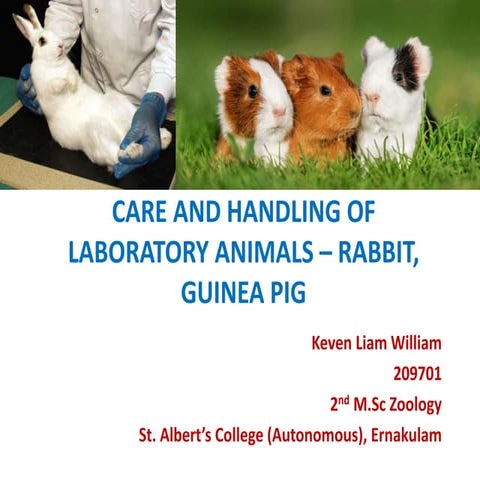 Care and handling of laboratory animals – rabbit, guinea pig
